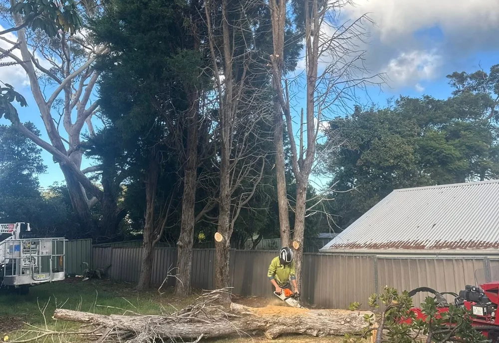 A large gum tree shaped and pruned by the crew