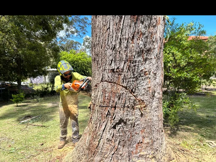 Climber working up a large gum trunk