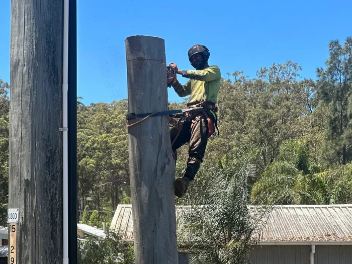 Climber pruning high in a tree with a chainsaw
