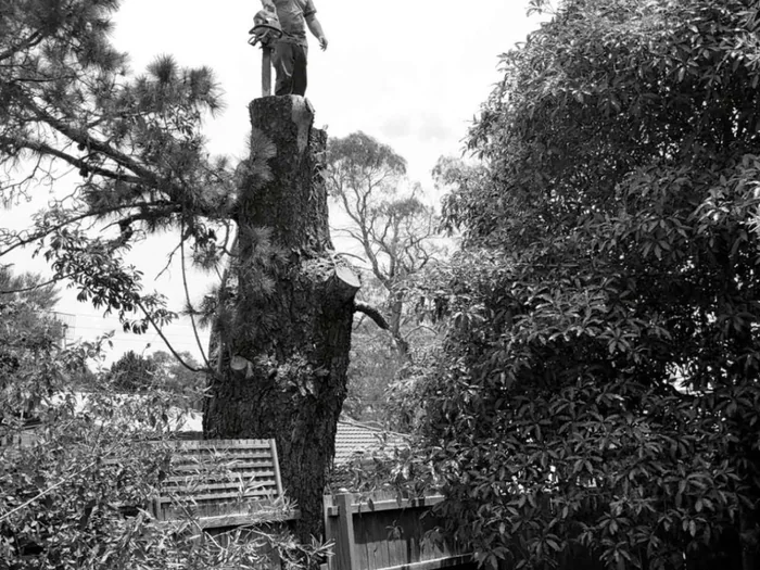 Climber at the very top of a tree being removed