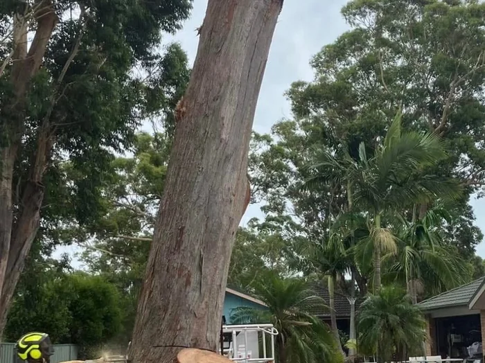 Freshly ground stump and timber