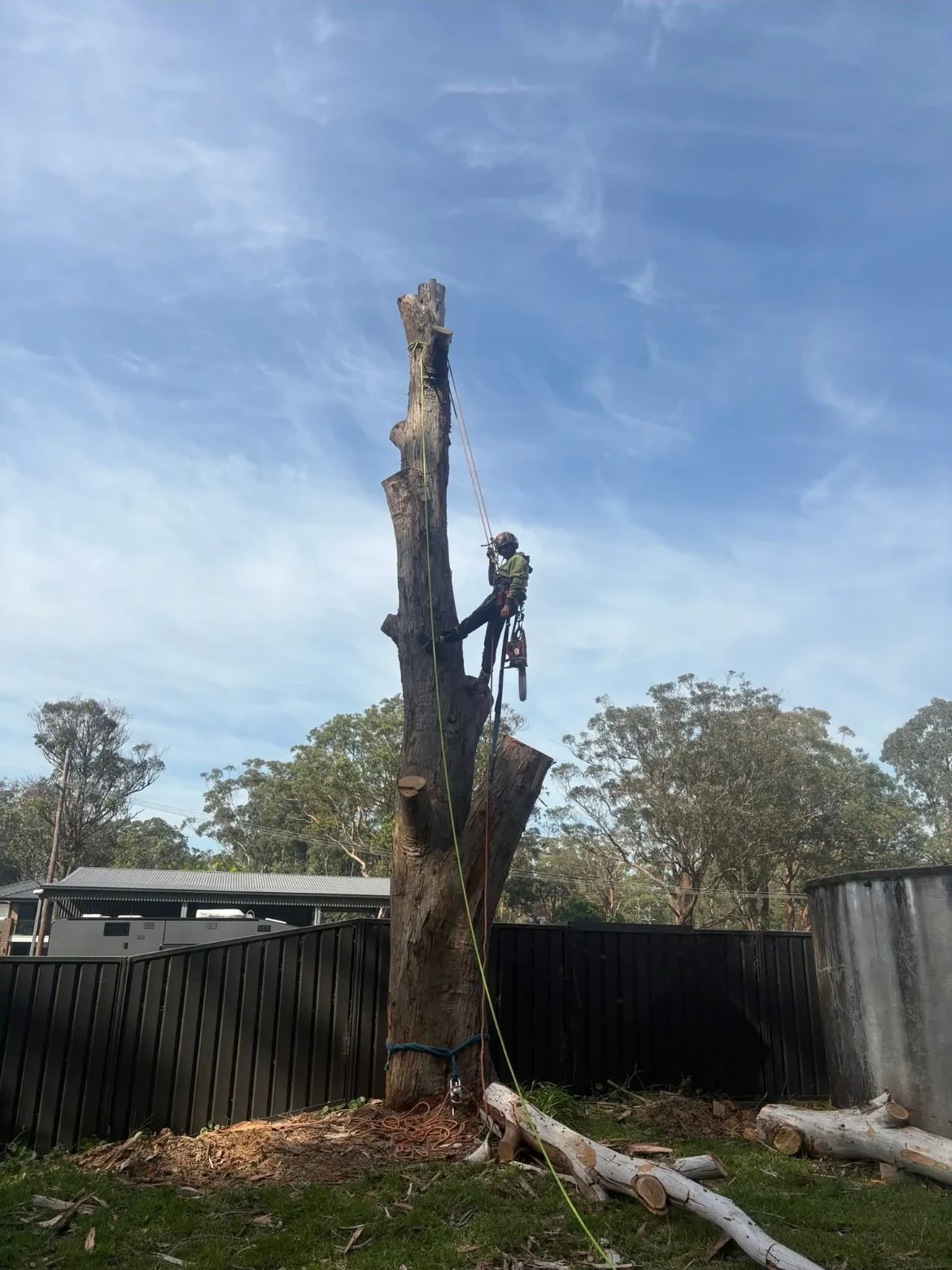 Jake's Tree Lopping climber high up removing a large tree