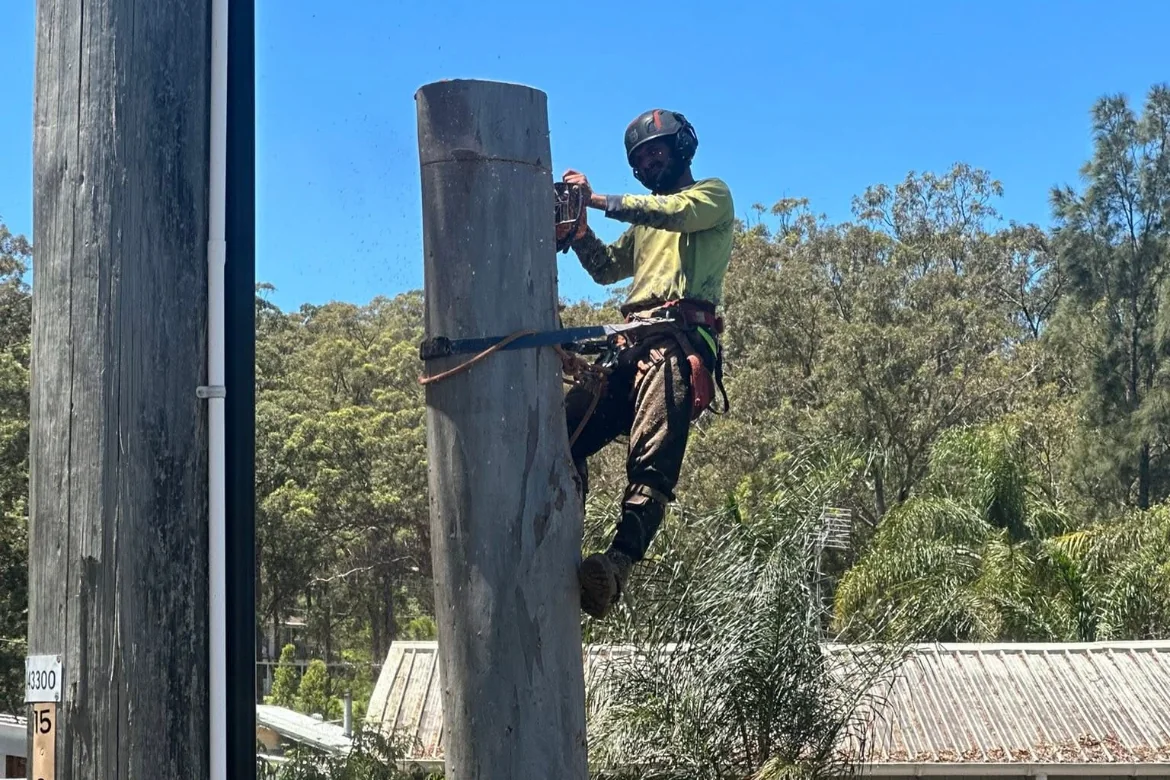 Climber pruning and shaping a tall gum tree